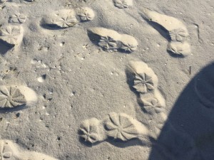 E's sand footprints