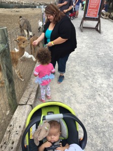 animal feeding time at lucky ladd (1)